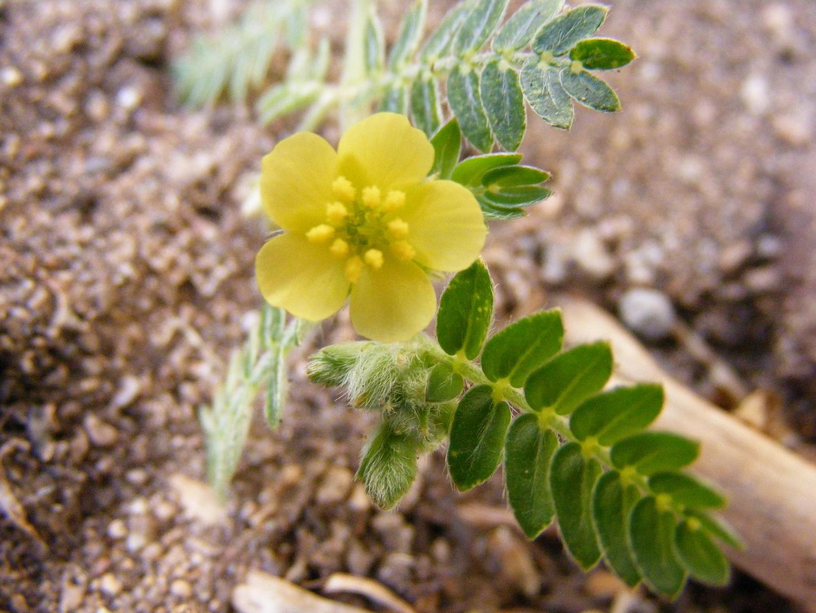 Tribulus terrestris / Tribolo